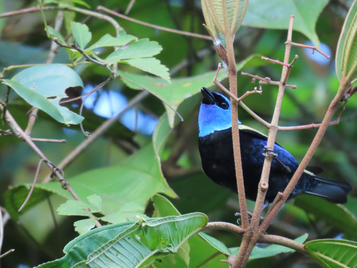 Blue-necked Tanager - ML643803962