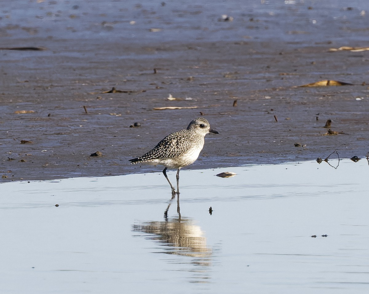 Black-bellied Plover - ML643803967