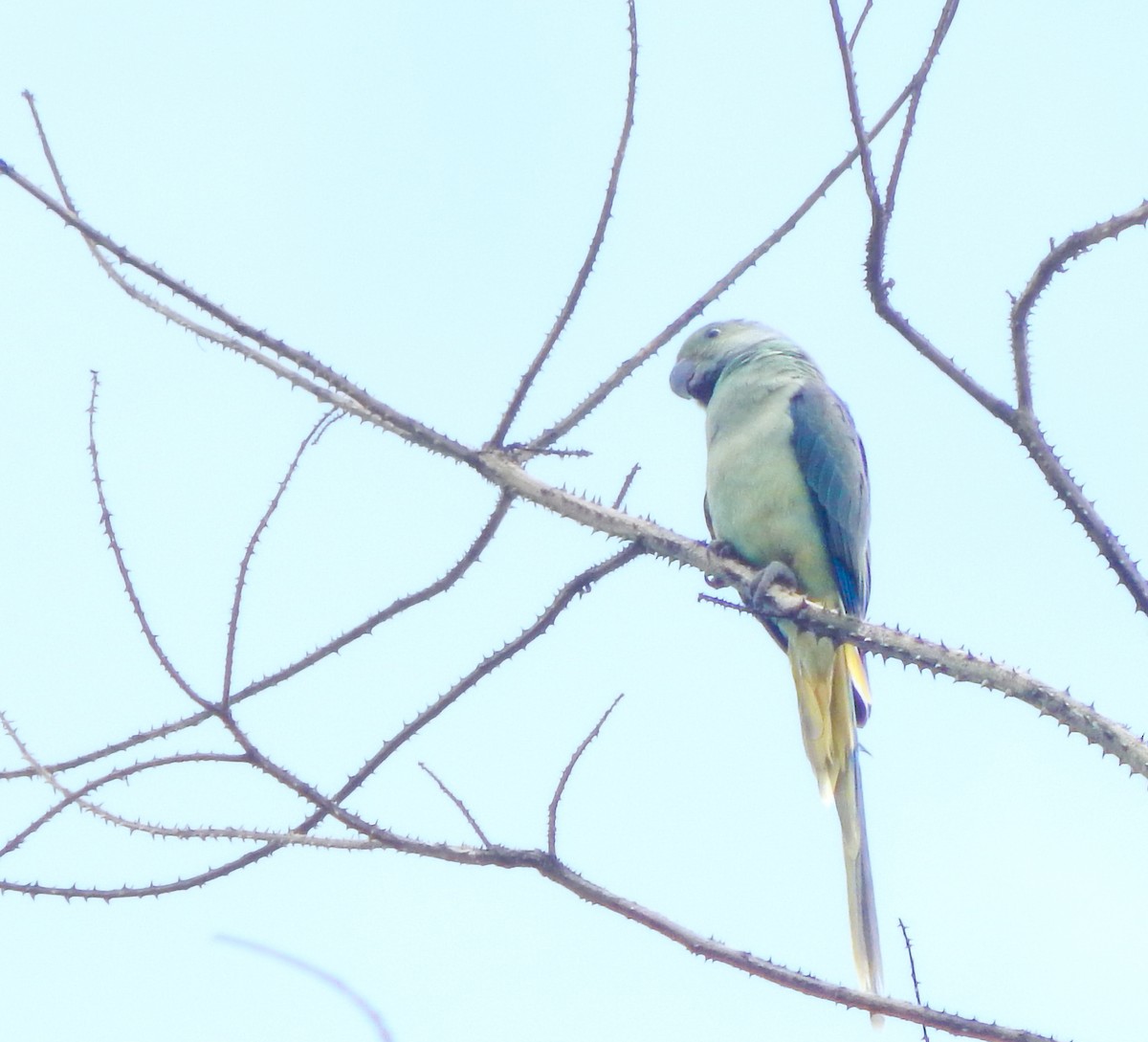 ミドリワカケインコ - ML643803971