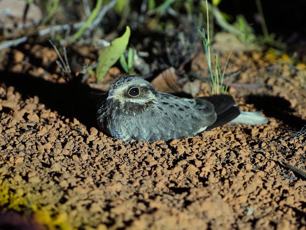 White-winged Nightjar - ML643803987