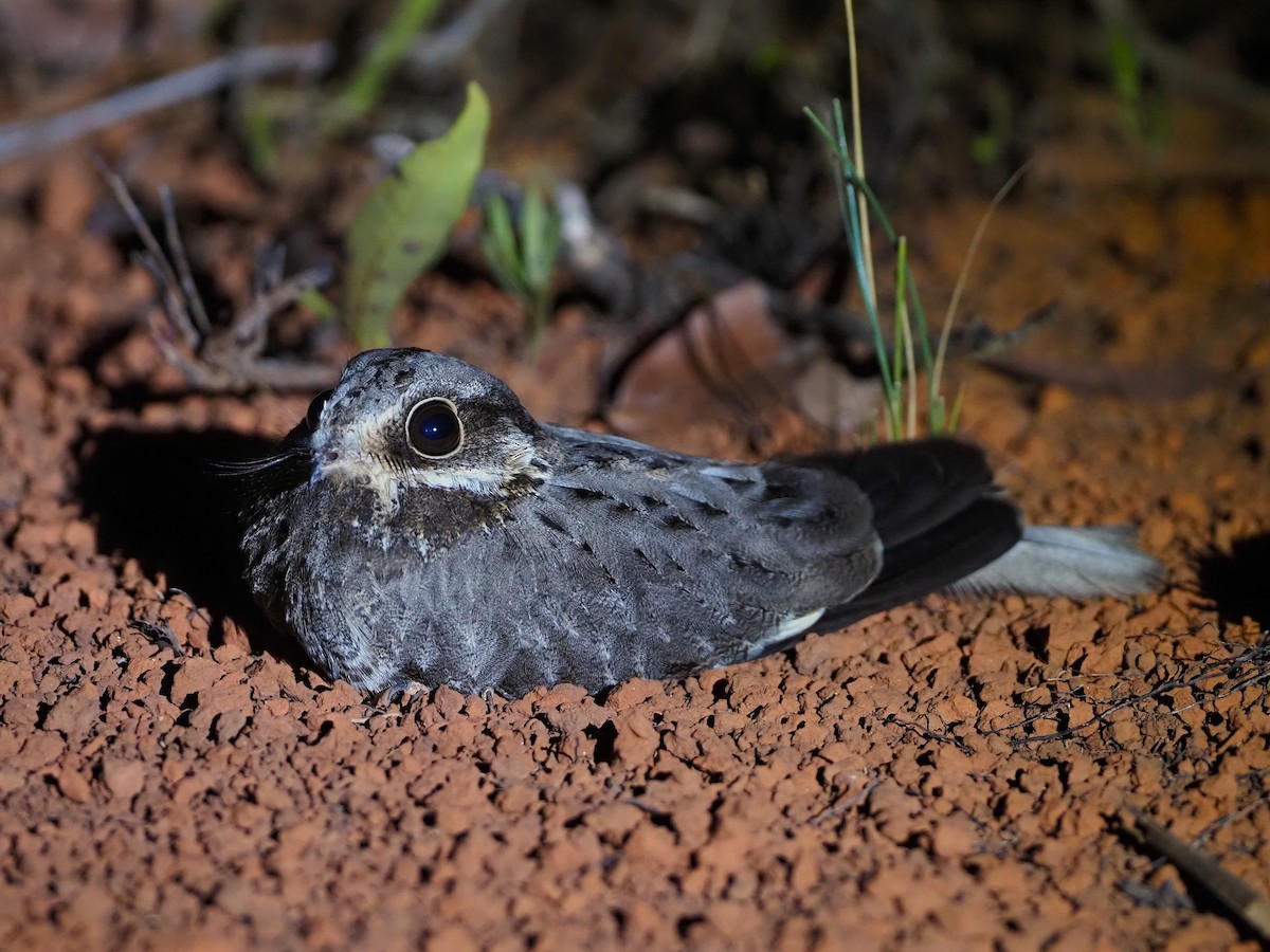 White-winged Nightjar - ML643803988