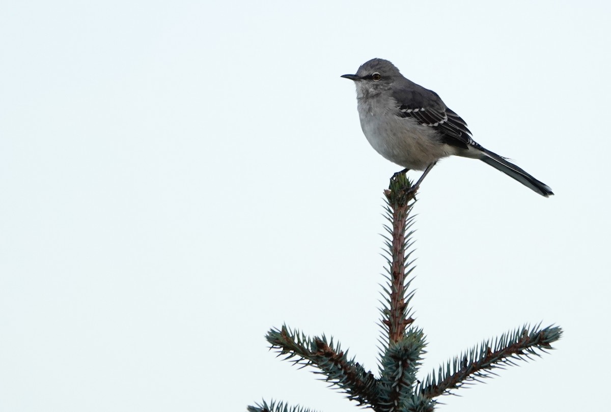 Northern Mockingbird - ML643803991