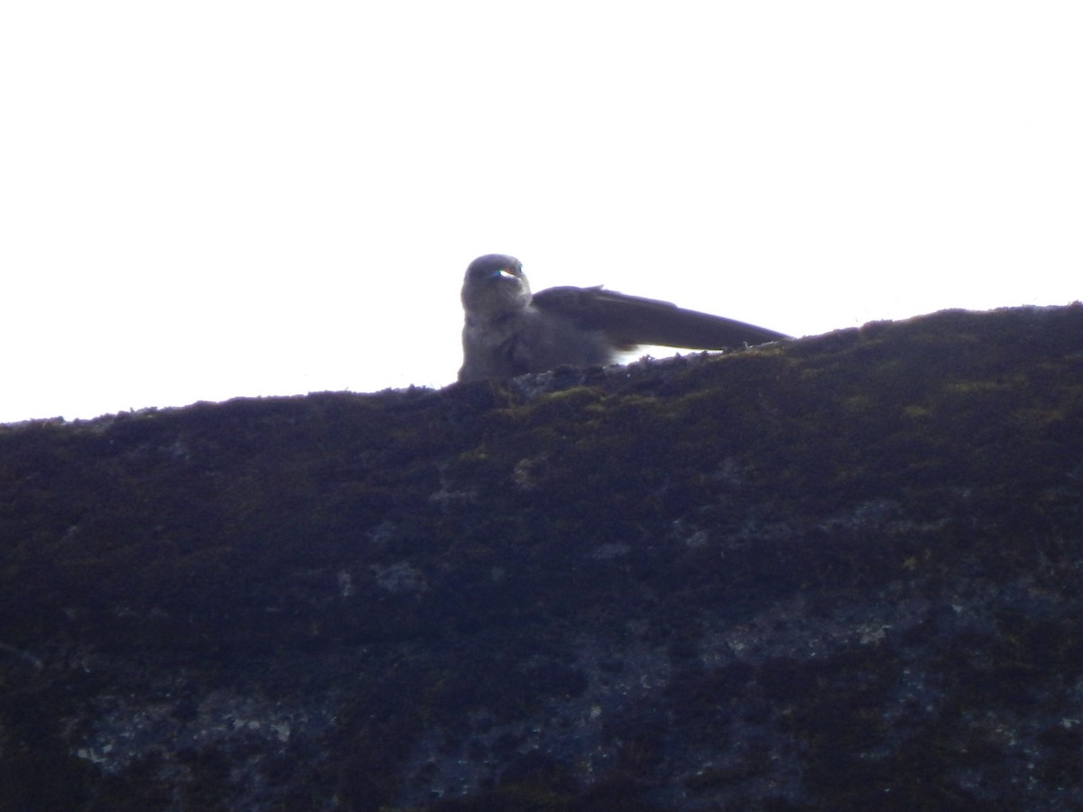 Dusky Crag-Martin - Pradyumna V