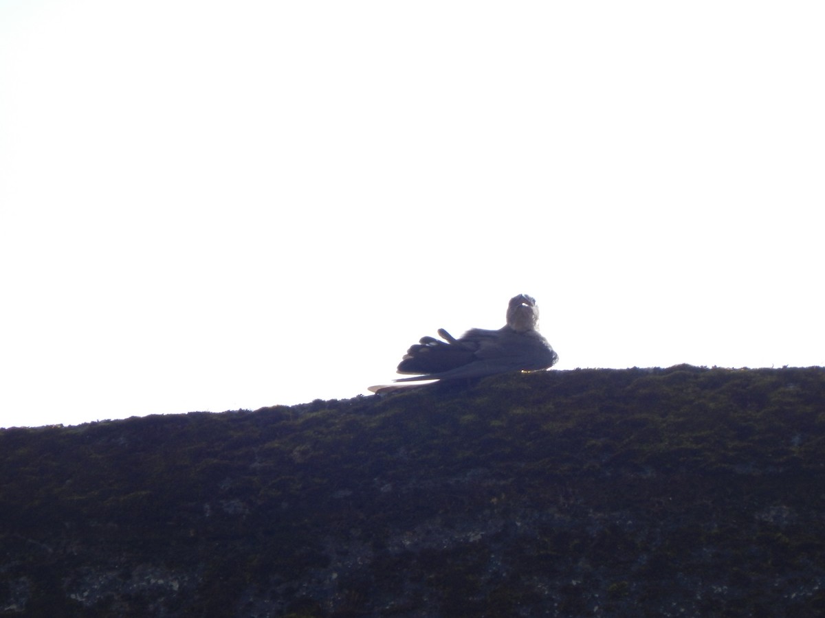 Dusky Crag-Martin - Pradyumna V