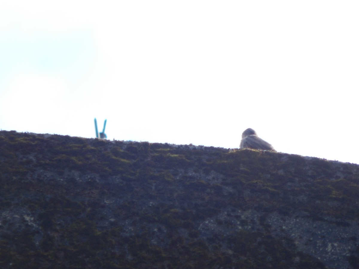 Dusky Crag-Martin - Pradyumna V