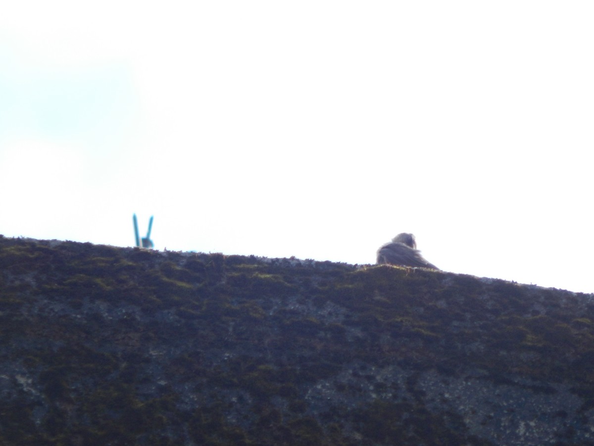 Dusky Crag-Martin - Pradyumna V