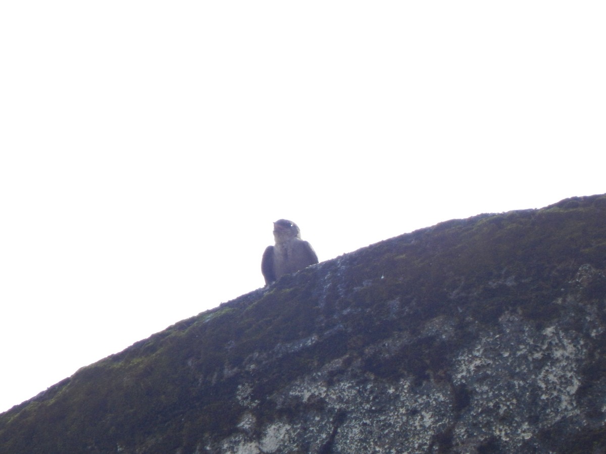 Dusky Crag-Martin - Pradyumna V