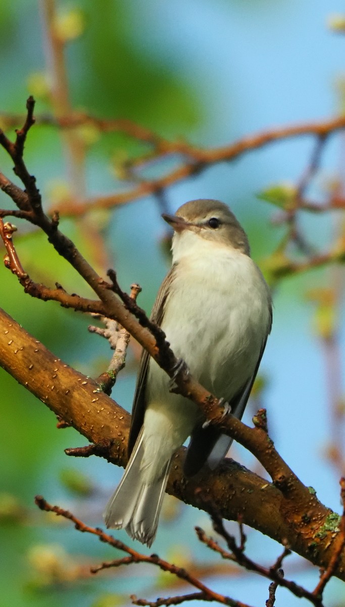 Warbling Vireo - ML643804026