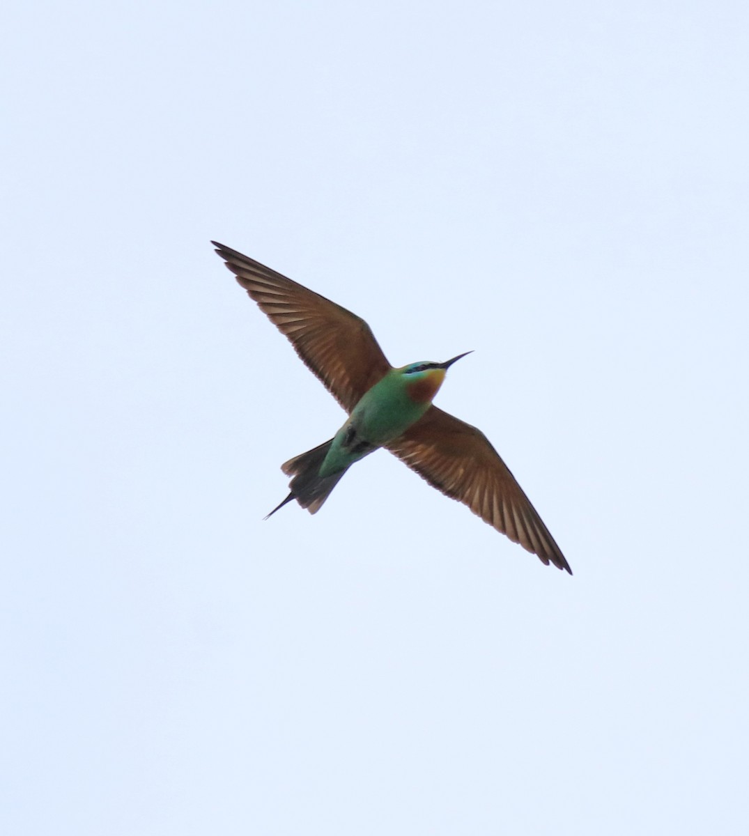 Blue-cheeked Bee-eater - ML643804039