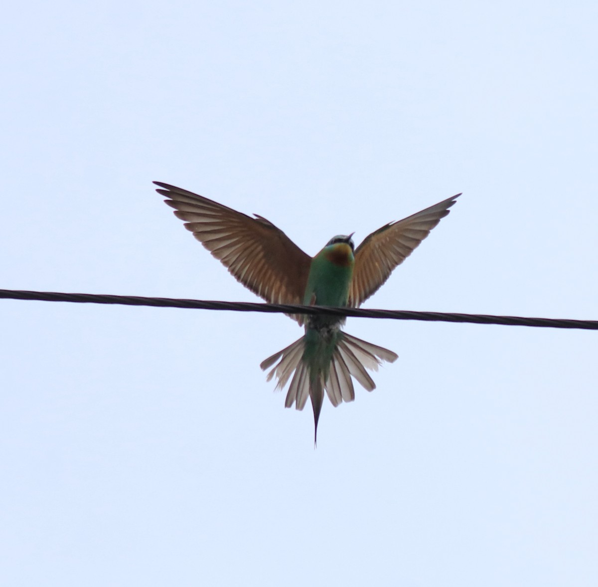 Blue-cheeked Bee-eater - ML643804043