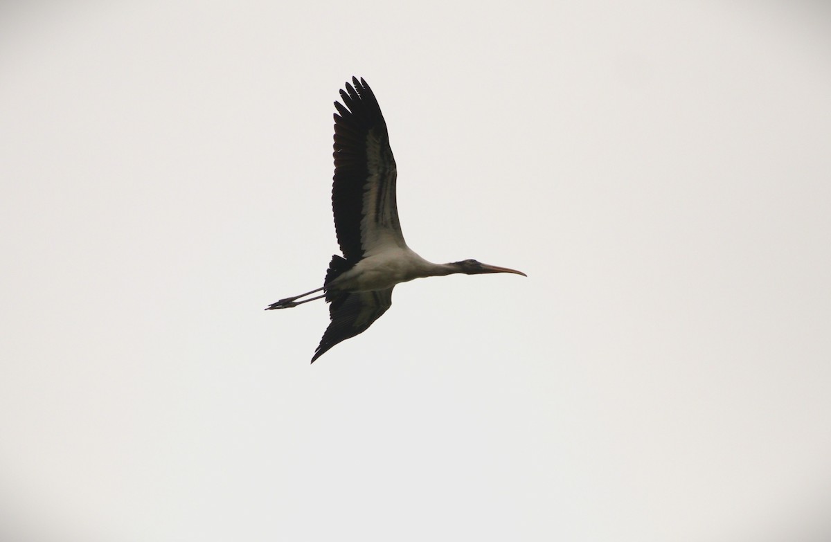 Wood Stork - ML643804063