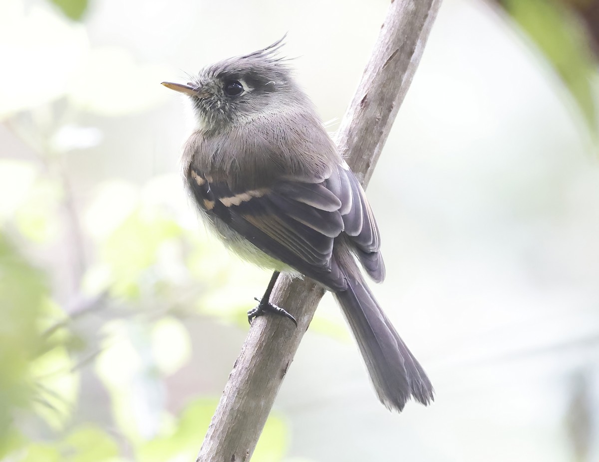 Belted Flycatcher - ML643804070
