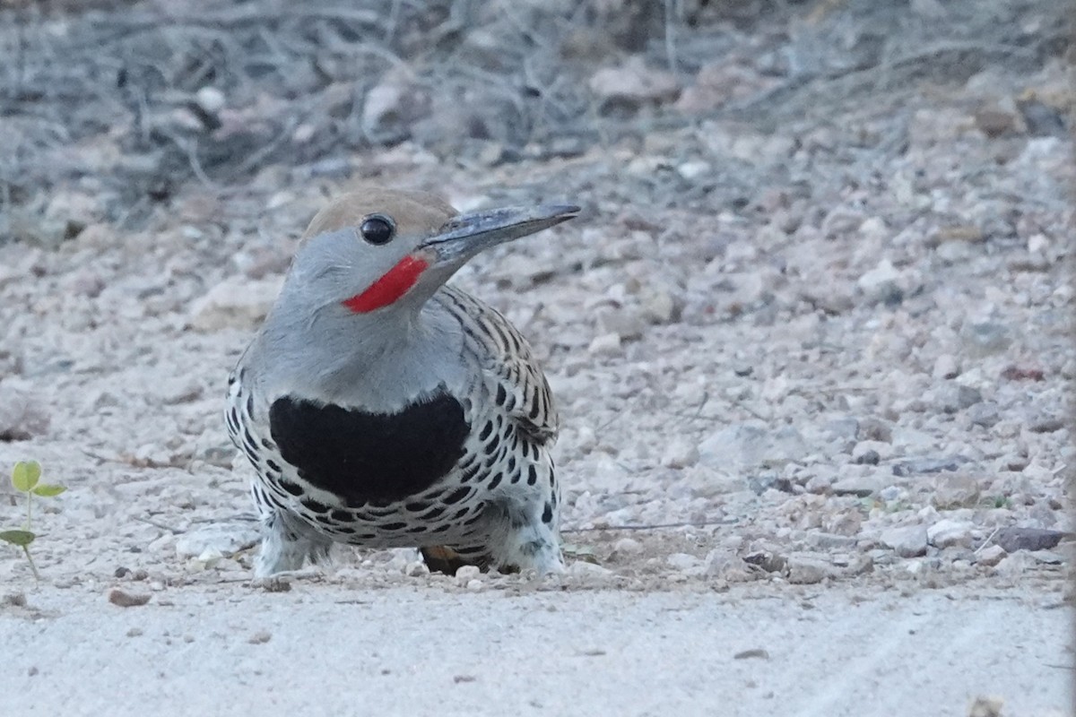 Gilded Flicker - ML643804072