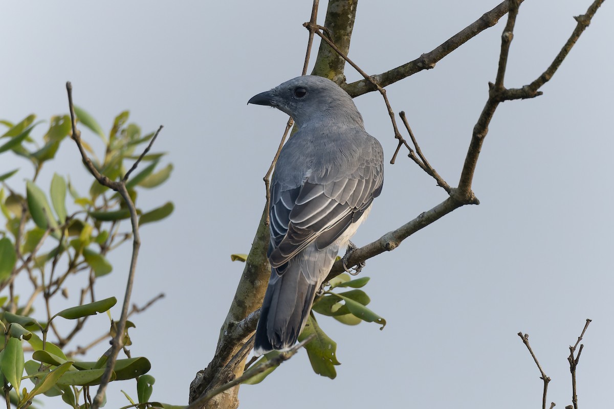 黑翅山椒鳥 - ML643804076