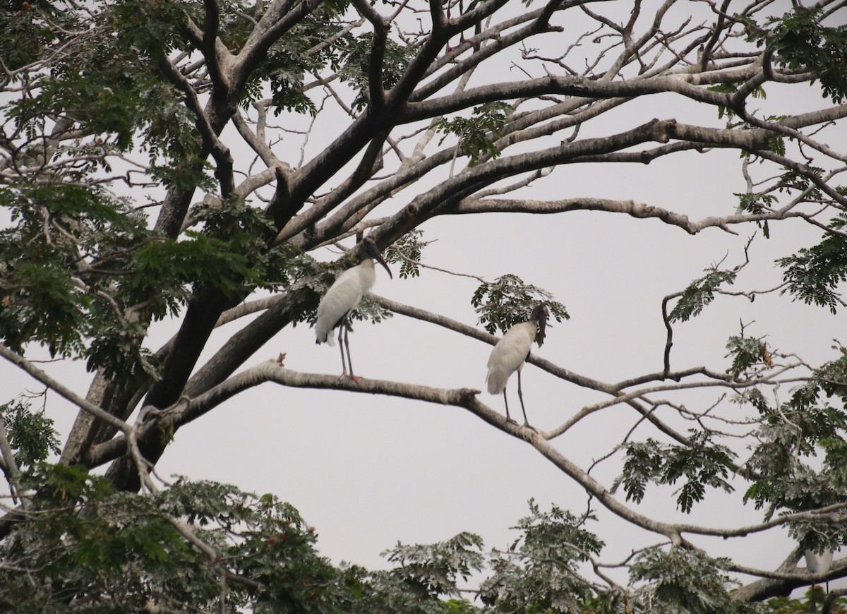 Wood Stork - ML643804083
