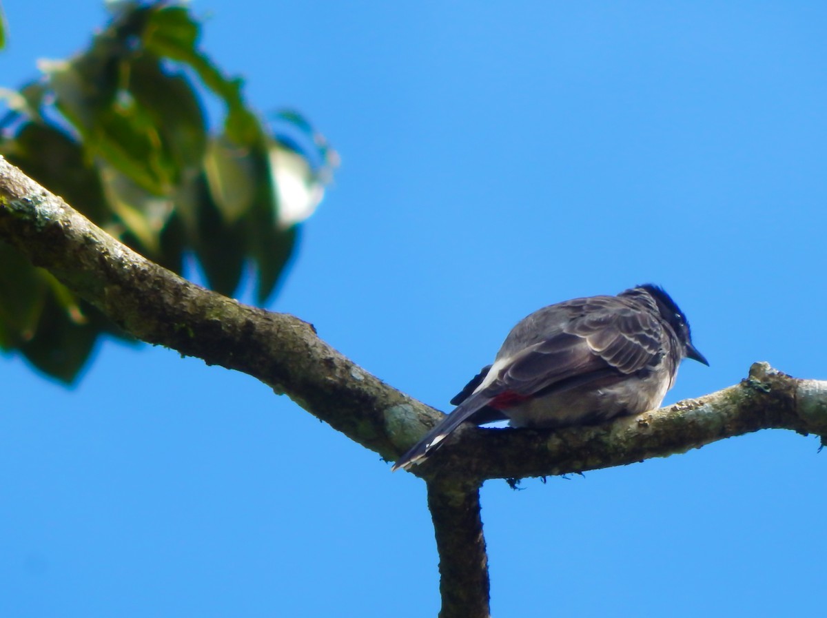 Red-vented Bulbul - ML643804095