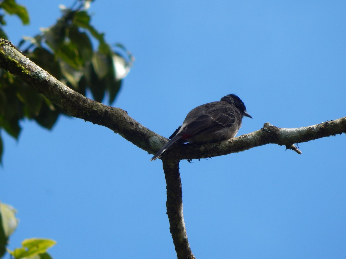 Red-vented Bulbul - ML643804096