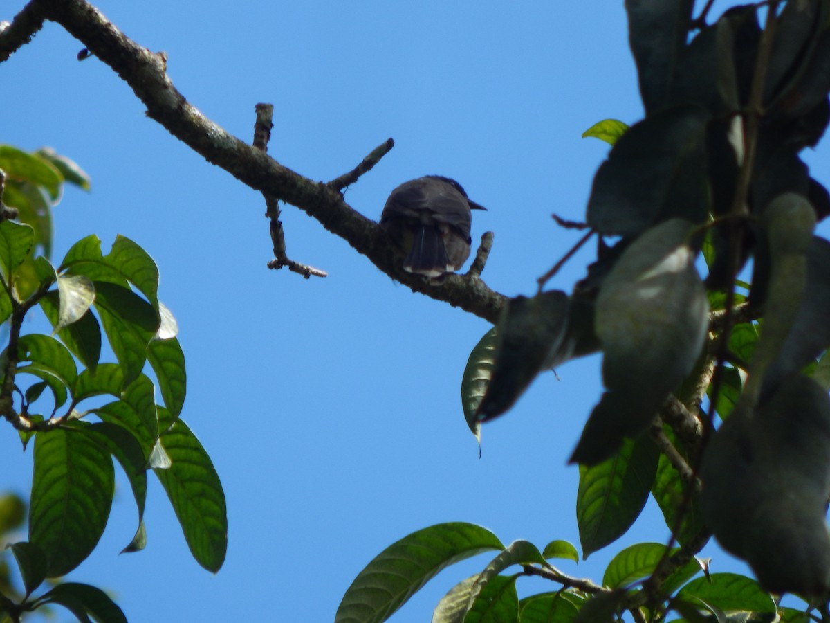 Red-vented Bulbul - ML643804097