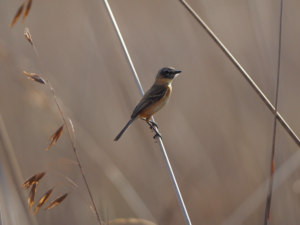 Bearded Tachuri - ML643804098