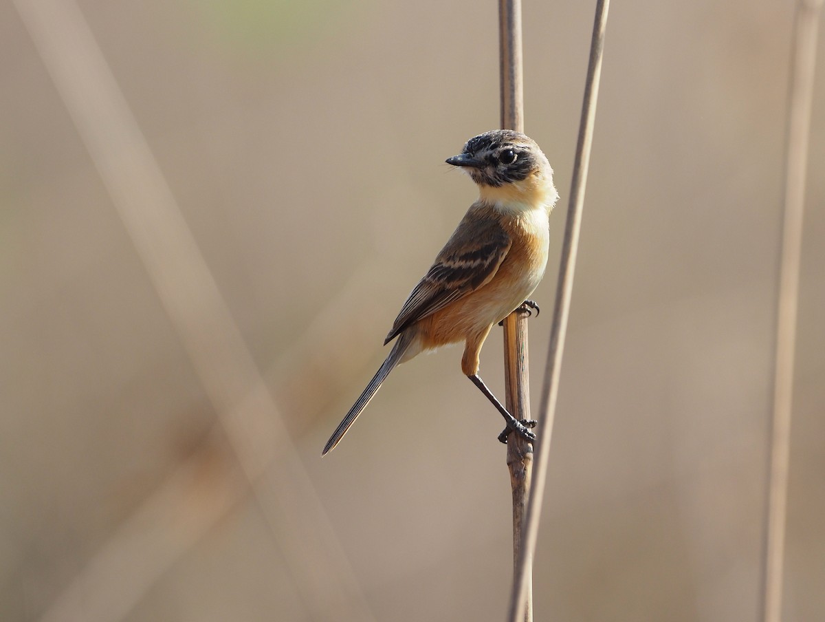 Bearded Tachuri - ML643804099