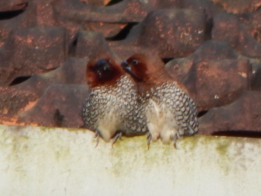 Scaly-breasted Munia - ML643804106