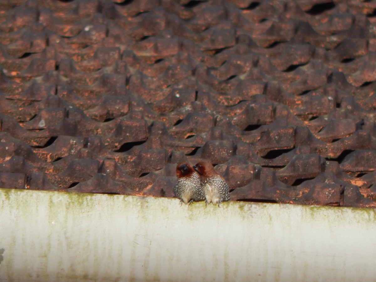 Scaly-breasted Munia - ML643804108