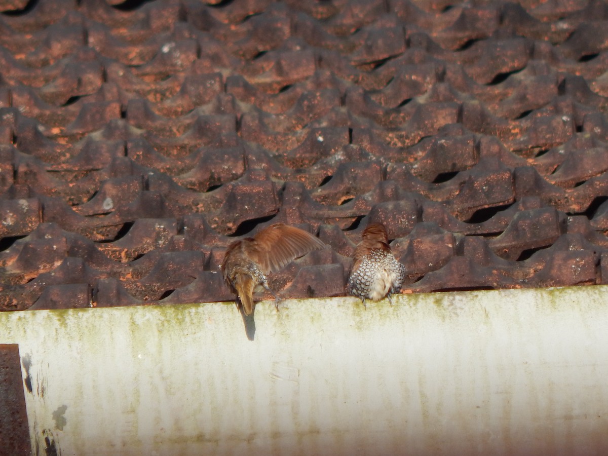Scaly-breasted Munia - ML643804109