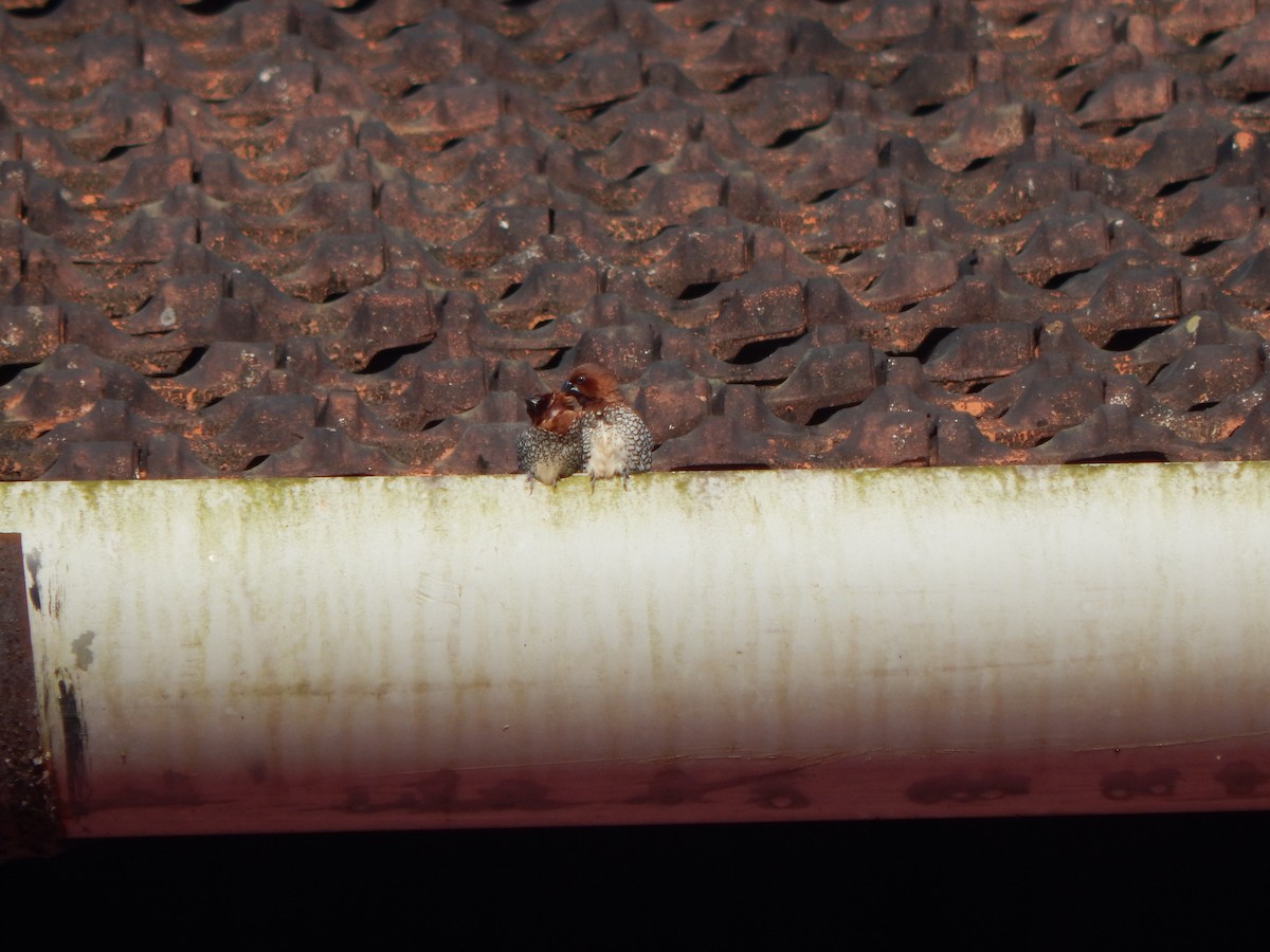 Scaly-breasted Munia - ML643804110