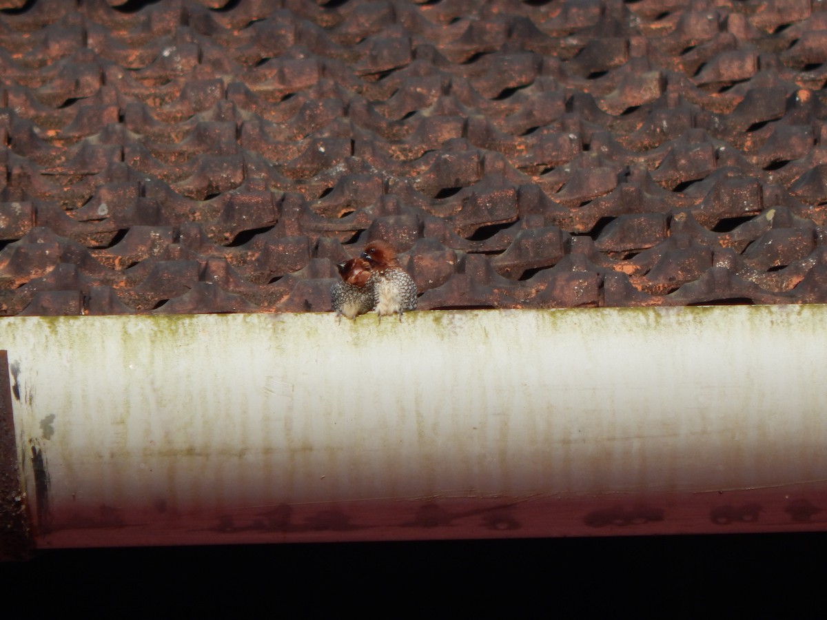 Scaly-breasted Munia - ML643804111