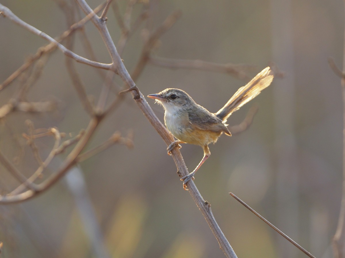Rufous-sided Scrub-Tyrant - ML643804118