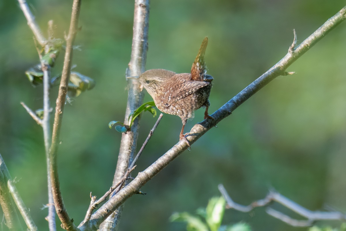 Winter Wren - ML643804119