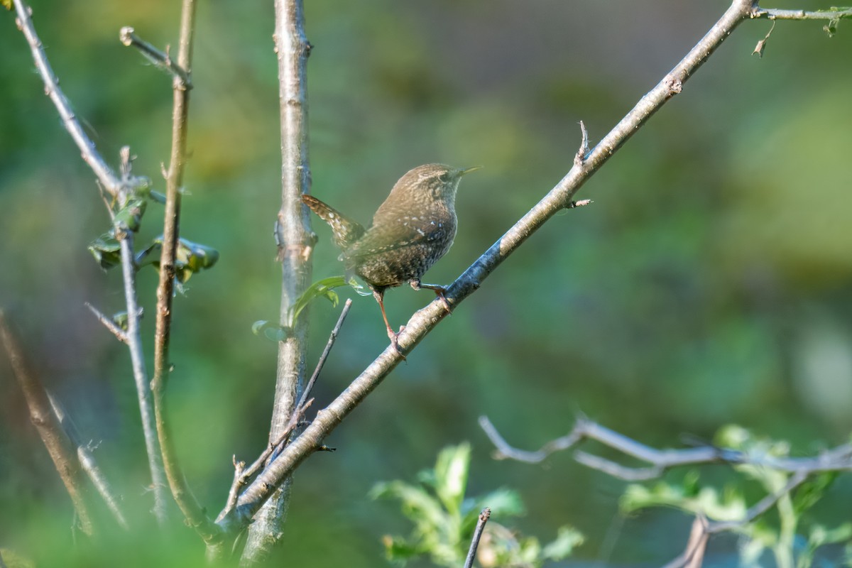 Winter Wren - ML643804120