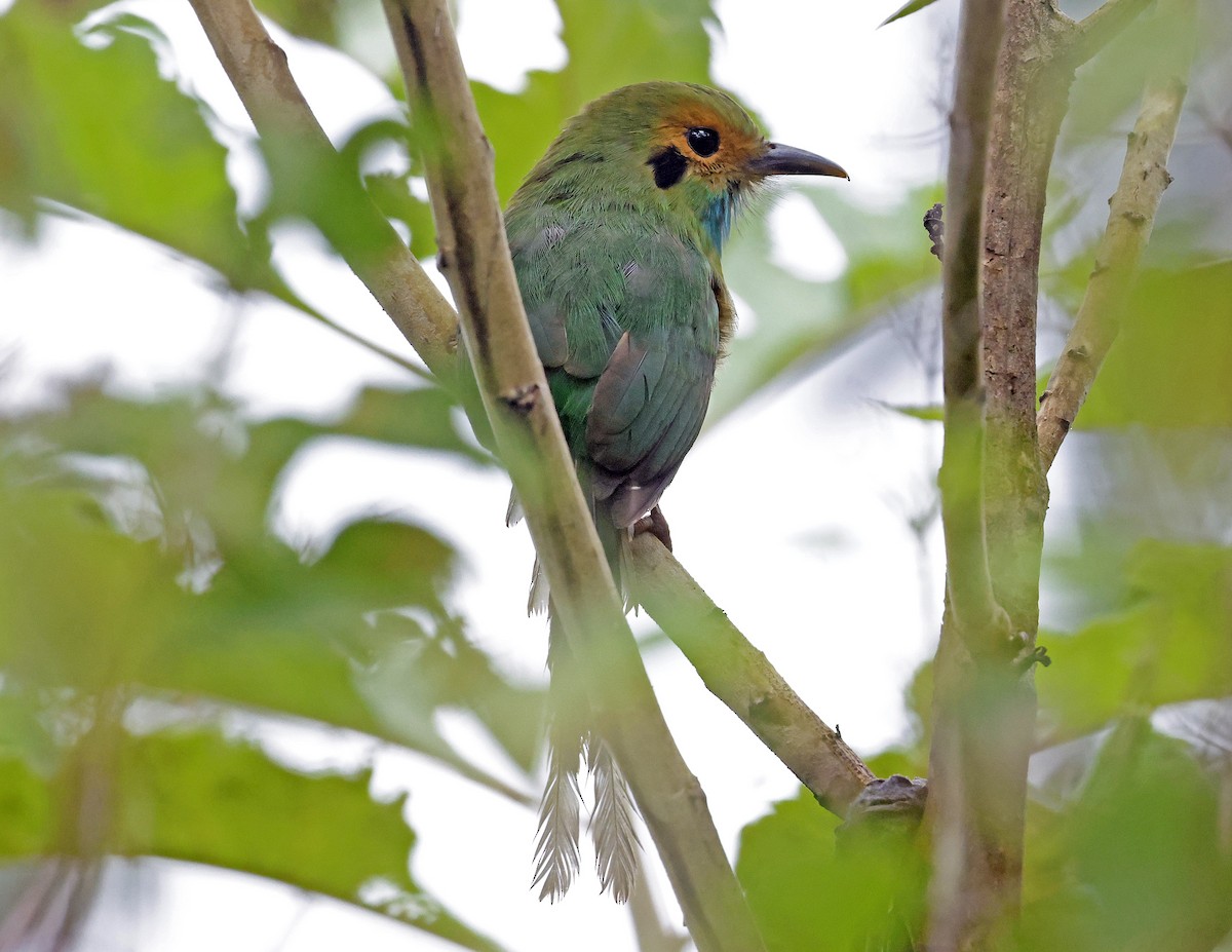 Blue-throated Motmot - ML643804127