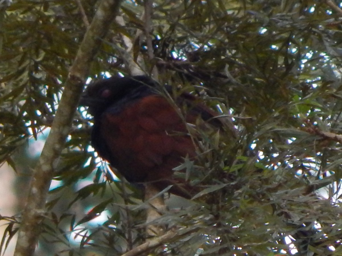 Greater Coucal - ML643804129