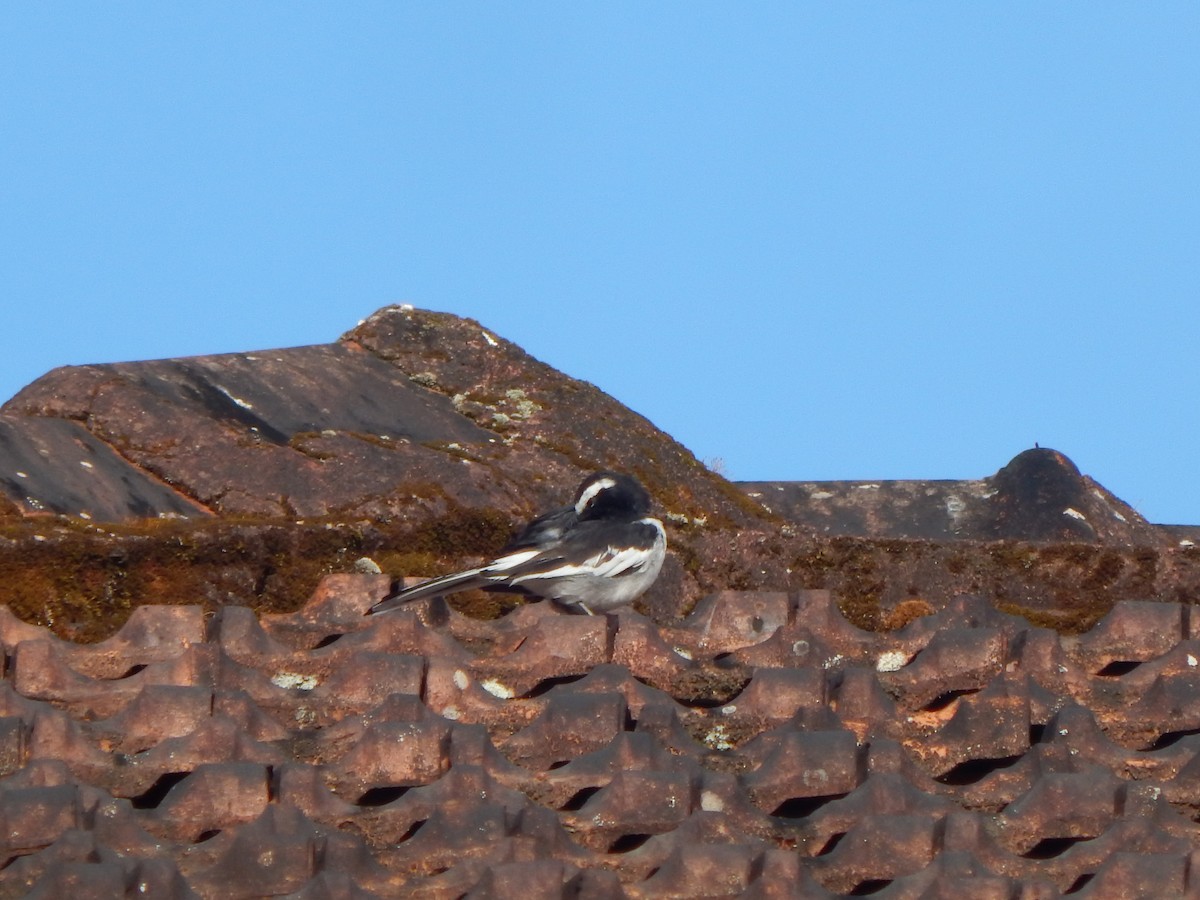 White-browed Wagtail - ML643804131