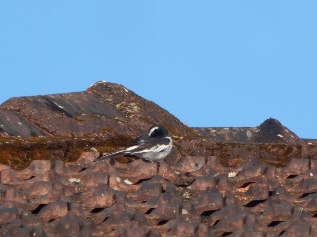 White-browed Wagtail - ML643804132