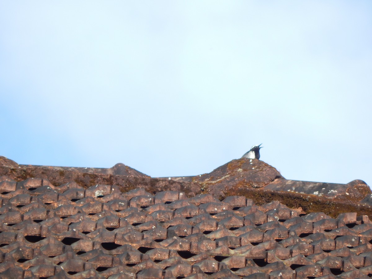 White-browed Wagtail - ML643804133