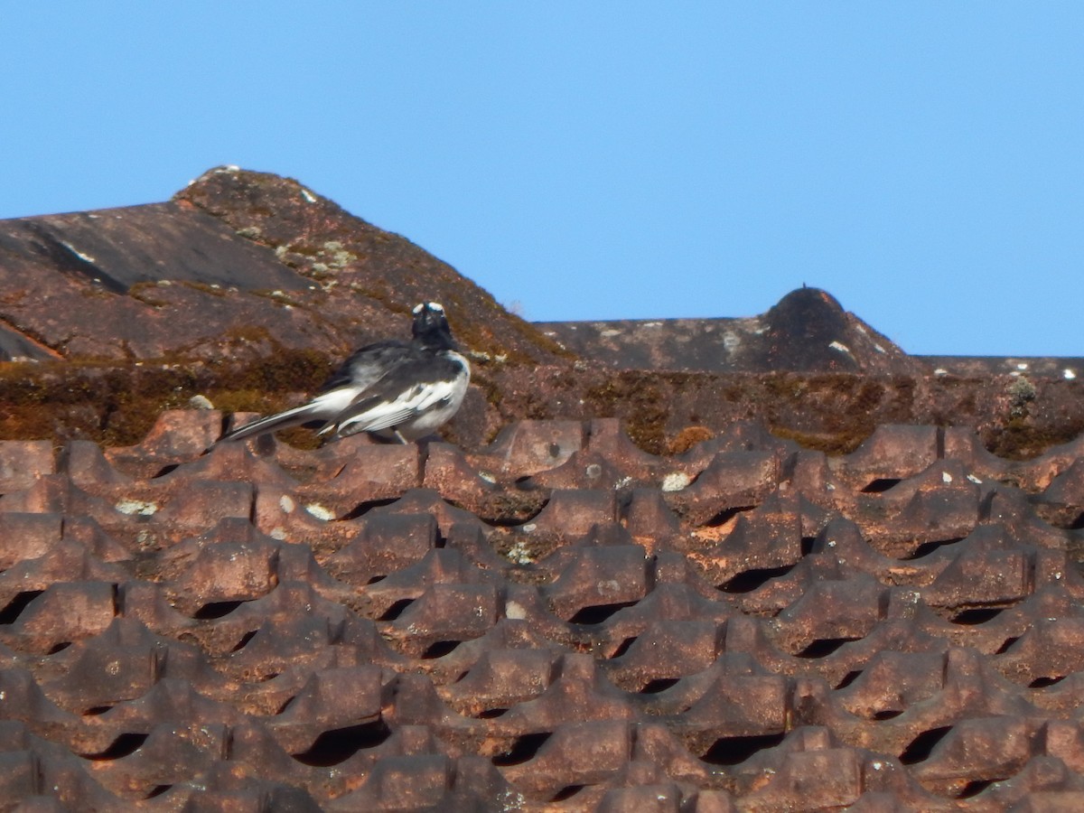 White-browed Wagtail - ML643804134