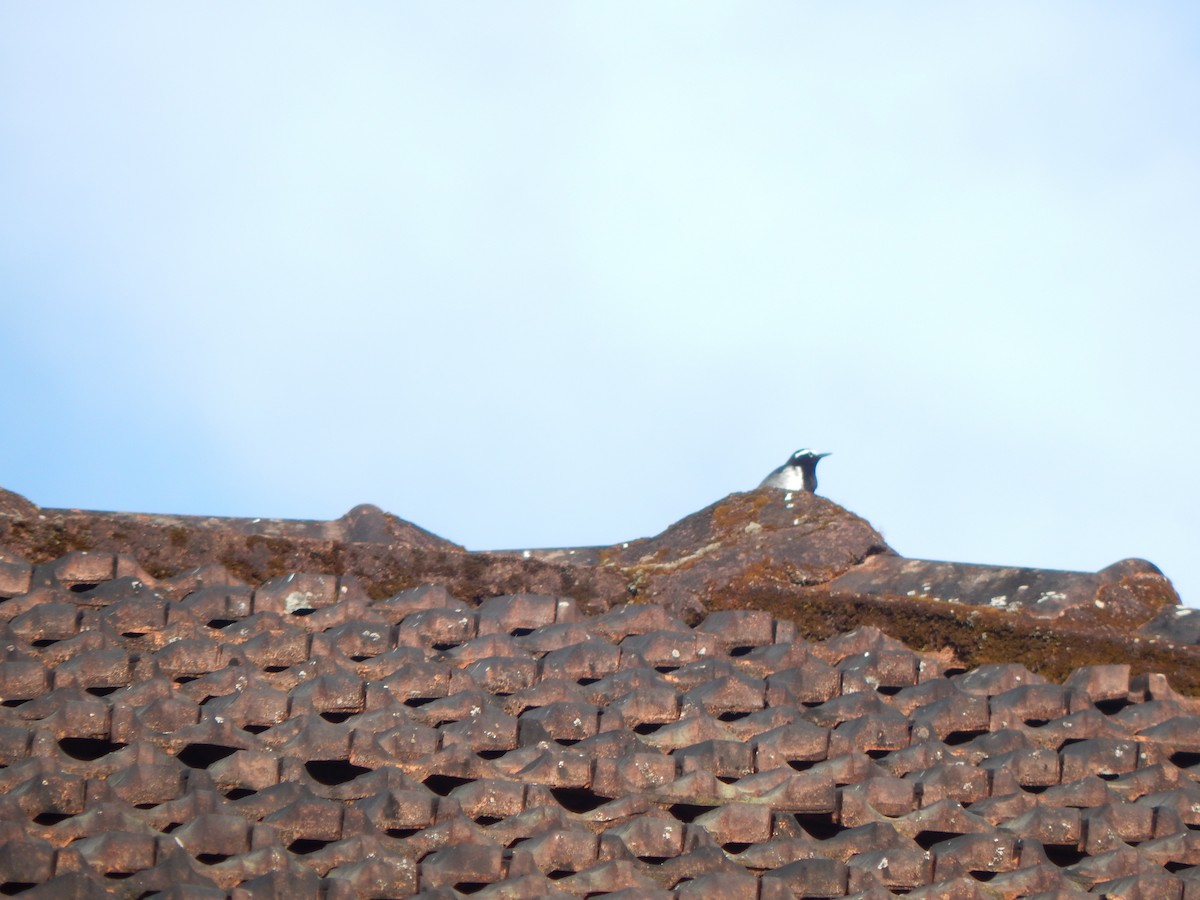 White-browed Wagtail - ML643804135