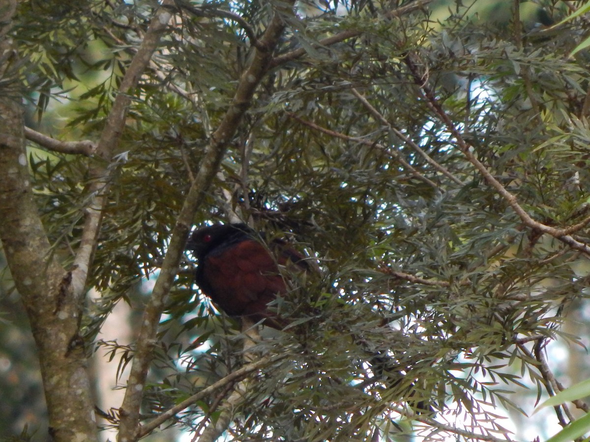 Greater Coucal - ML643804136