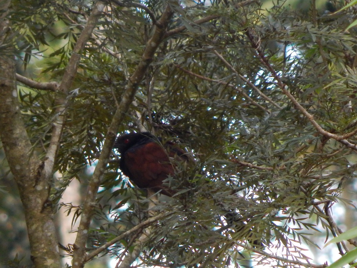 Greater Coucal - ML643804137