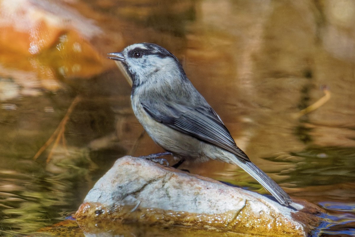 Mountain Chickadee - ML643804139