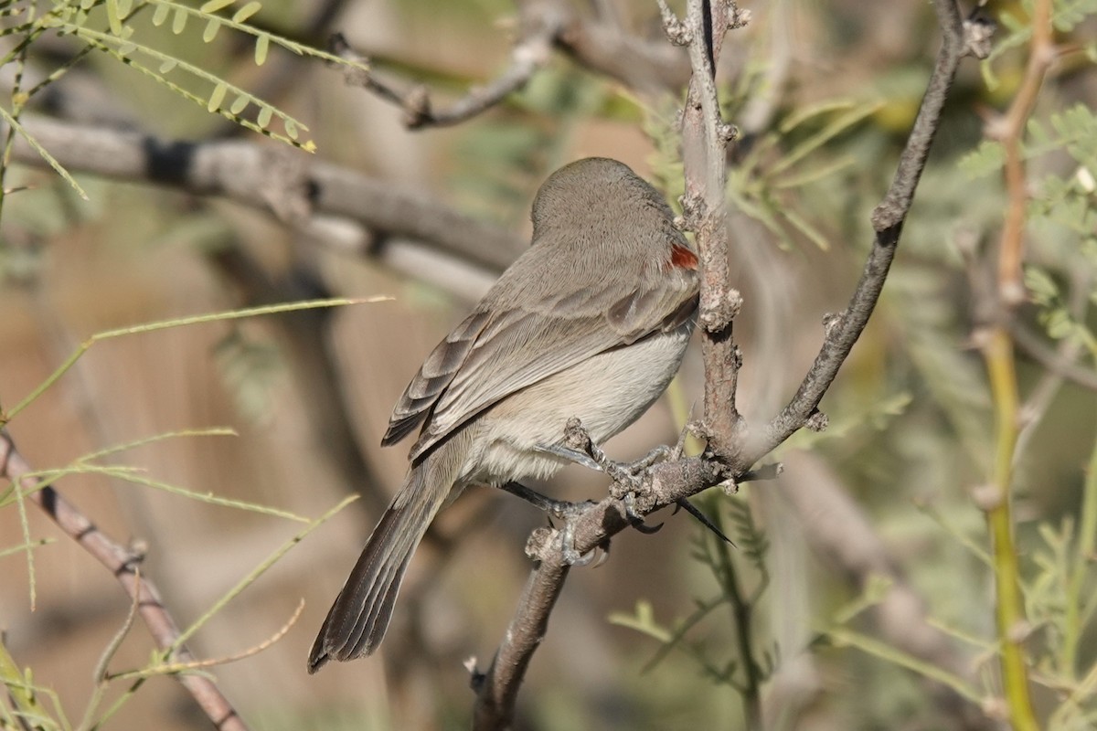 Verdin - ML643804152