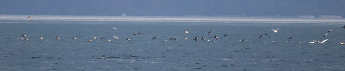 Short-tailed Shearwater - ML643804156