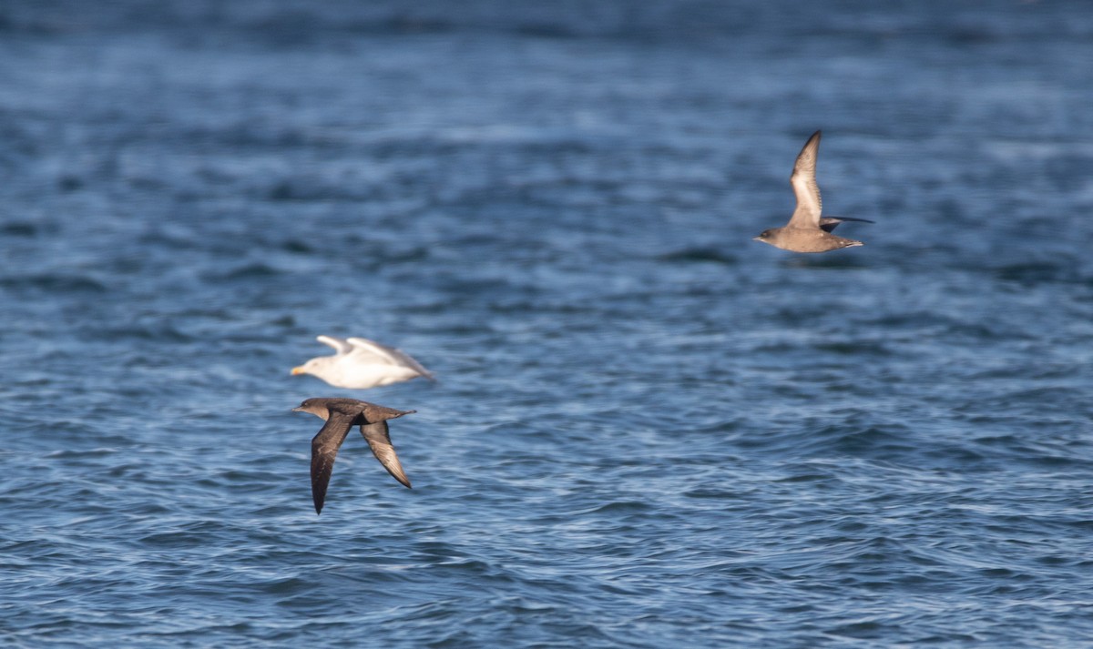 Short-tailed Shearwater - ML643804159