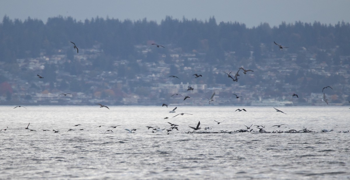 Short-tailed Shearwater - ML643804161