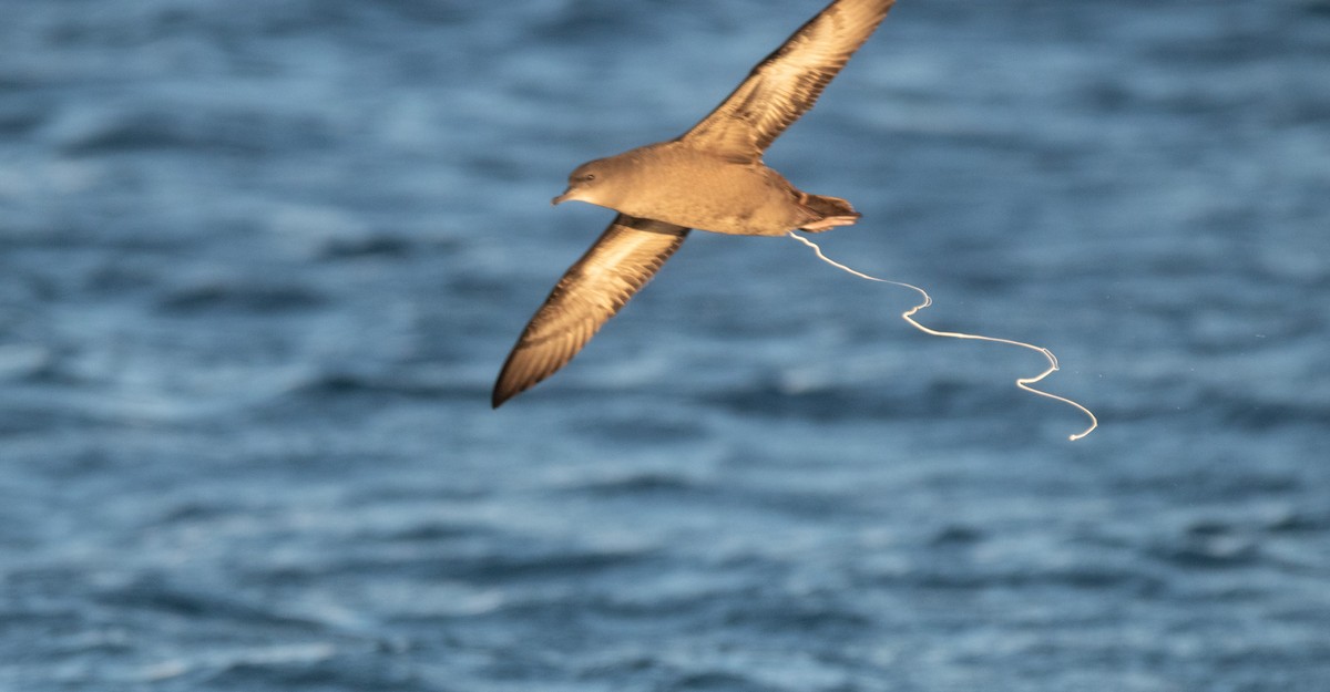 Short-tailed Shearwater - ML643804162