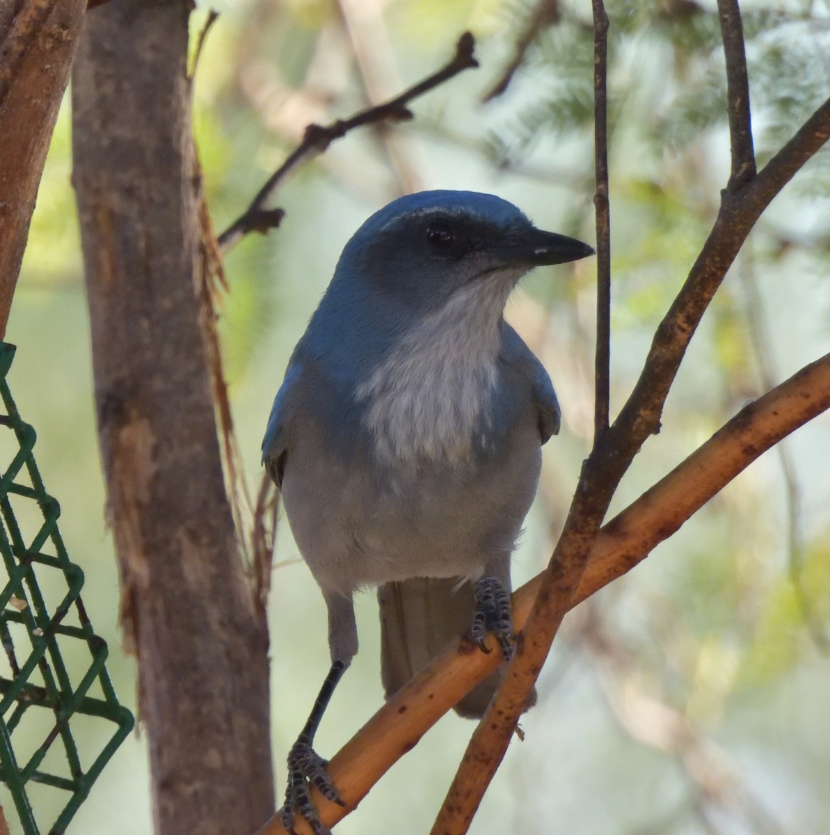 Woodhouse's Scrub-Jay - ML643804168