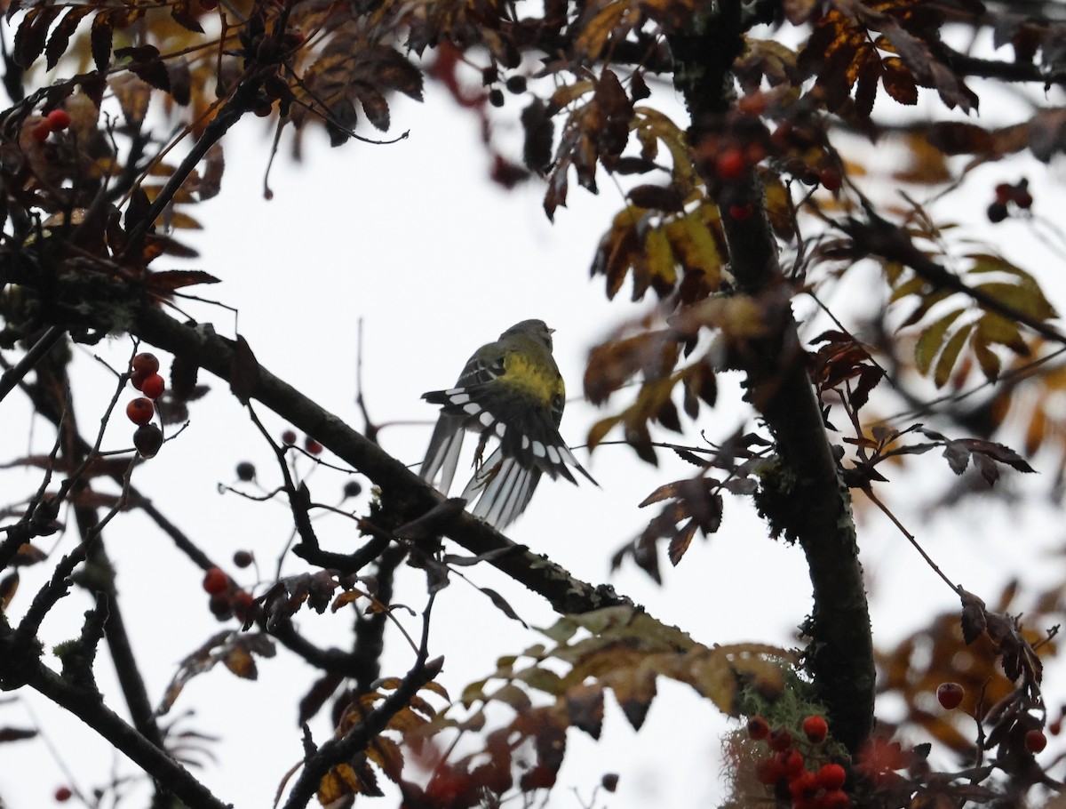Magnolia Warbler - ML643804169