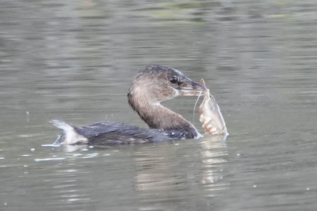 Pied-billed Grebe - ML643804172